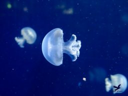 Haus des Meeres 13.03.2026